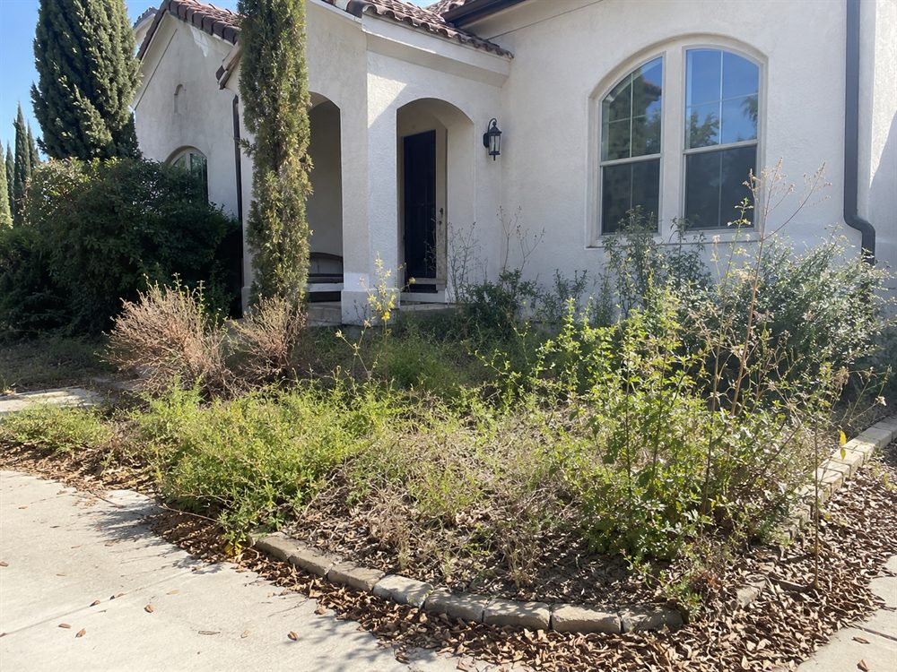Before Los Angeles yard cleanup with weeds and garden bed overgrowth